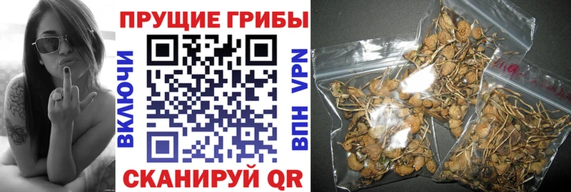 OMG онион купить закладку Павловская Галлюциногенные грибы Psilocybine cubensis